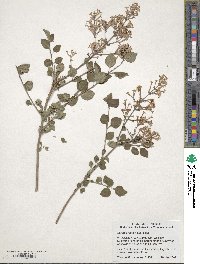 Syringa pubescens image