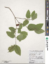 Lonicera canadensis image