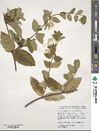 Lonicera japonica image