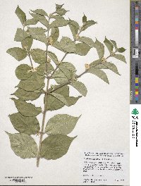 Lonicera maackii image