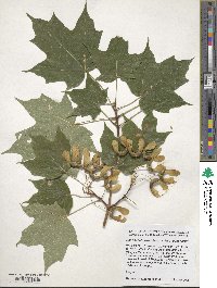 Acer saccharum subsp. saccharum image