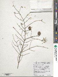 Tsuga canadensis image