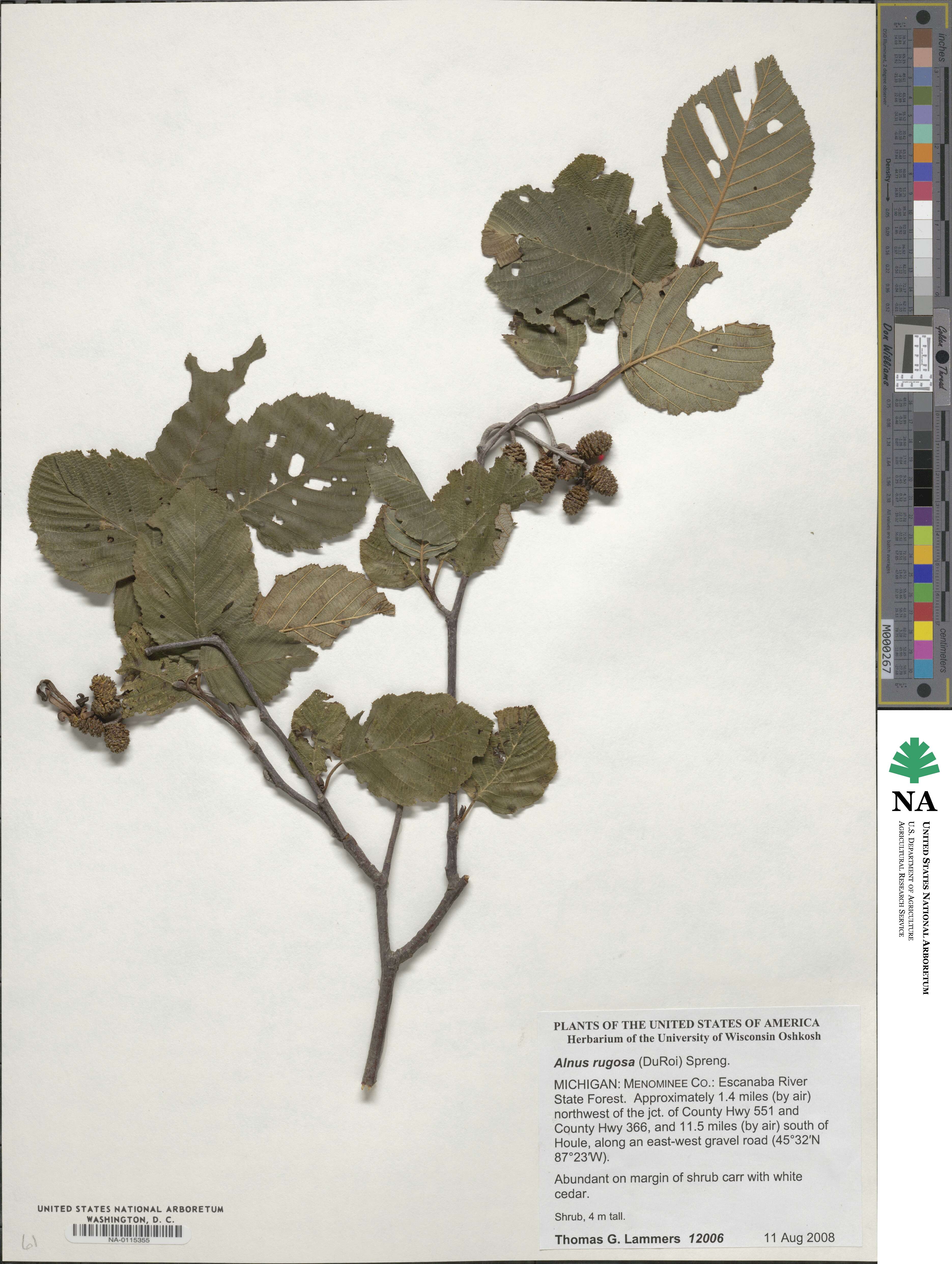 Alnus incana image