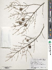 Tsuga canadensis image