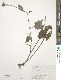 Saussurea nipponica subsp. savatieri image