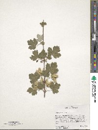 Acer glabrum image