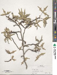 Image of Alloberberis trifoliolata