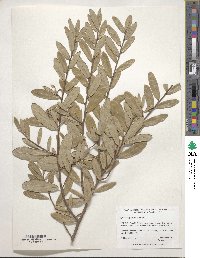 Quercus geminata image