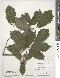 Quercus muehlenbergii image