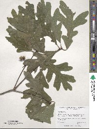 Quercus alba image