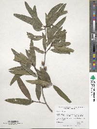 Quercus phellos image