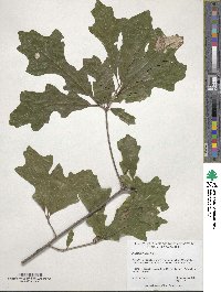 Quercus lyrata image