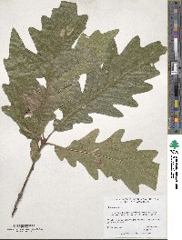 Quercus alba image