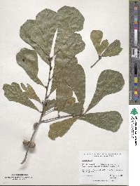 Quercus nigra image