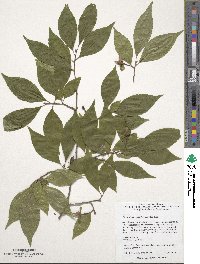 Stewartia monadelpha image