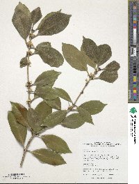 Osmanthus heterophyllus image