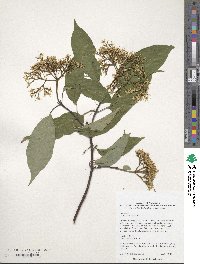 Cornus obliqua image