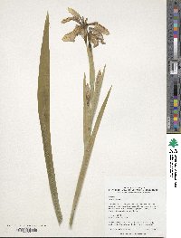 Iris foetidissima image