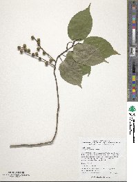 Stachyurus chinensis image