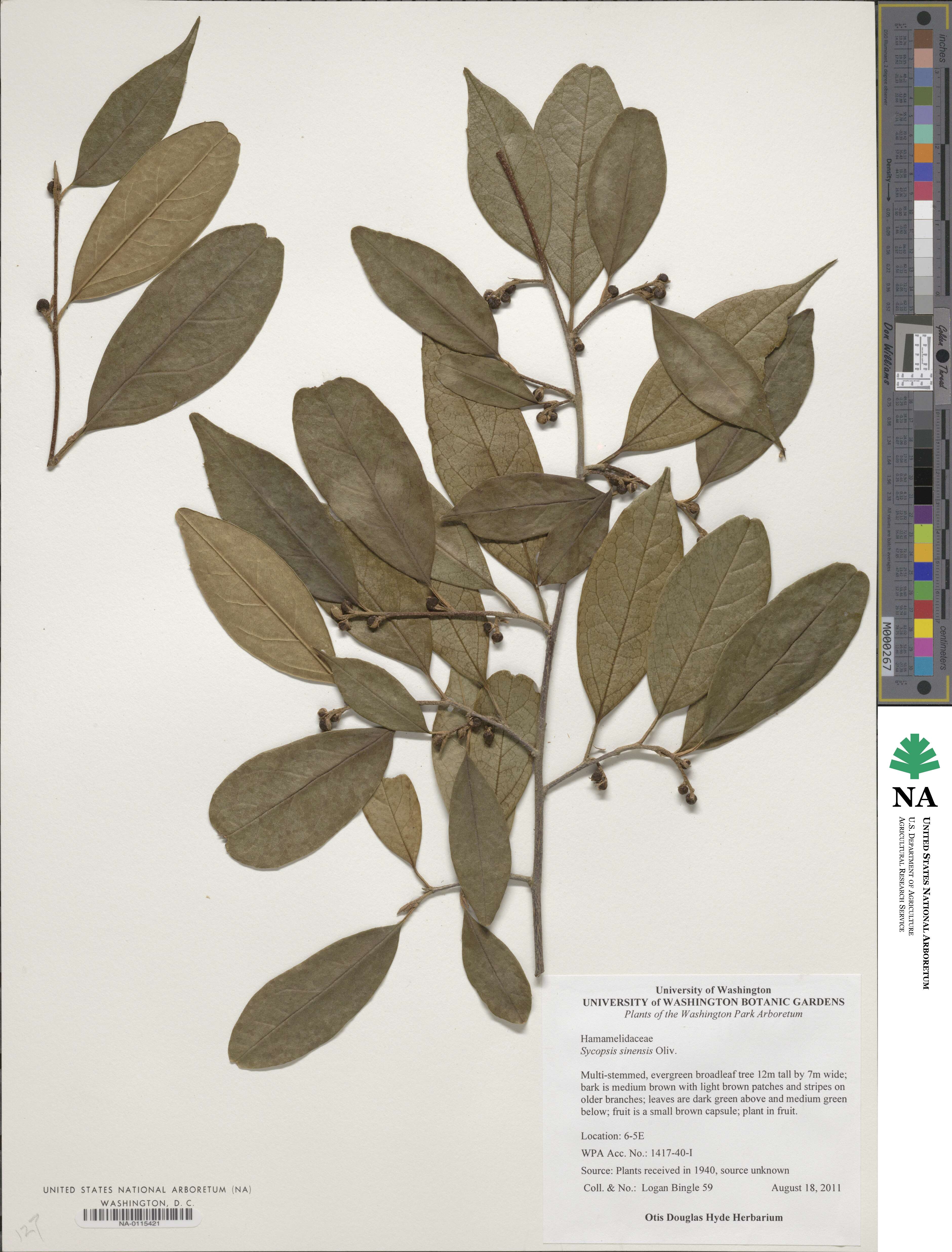 Sycopsis sinensis image