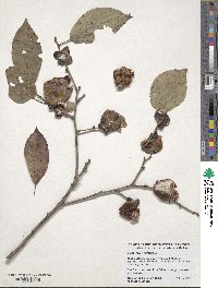 Diospyros virginiana image