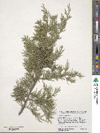 Juniperus virginiana image