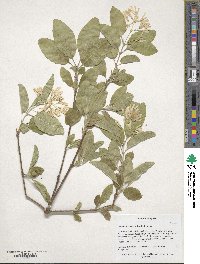 Chionanthus retusus image