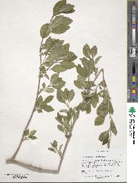 Chionanthus retusus image