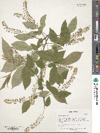 Prunus serotina image