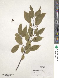 Prunus pensylvanica image