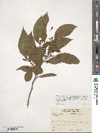 Witheringia solanacea image