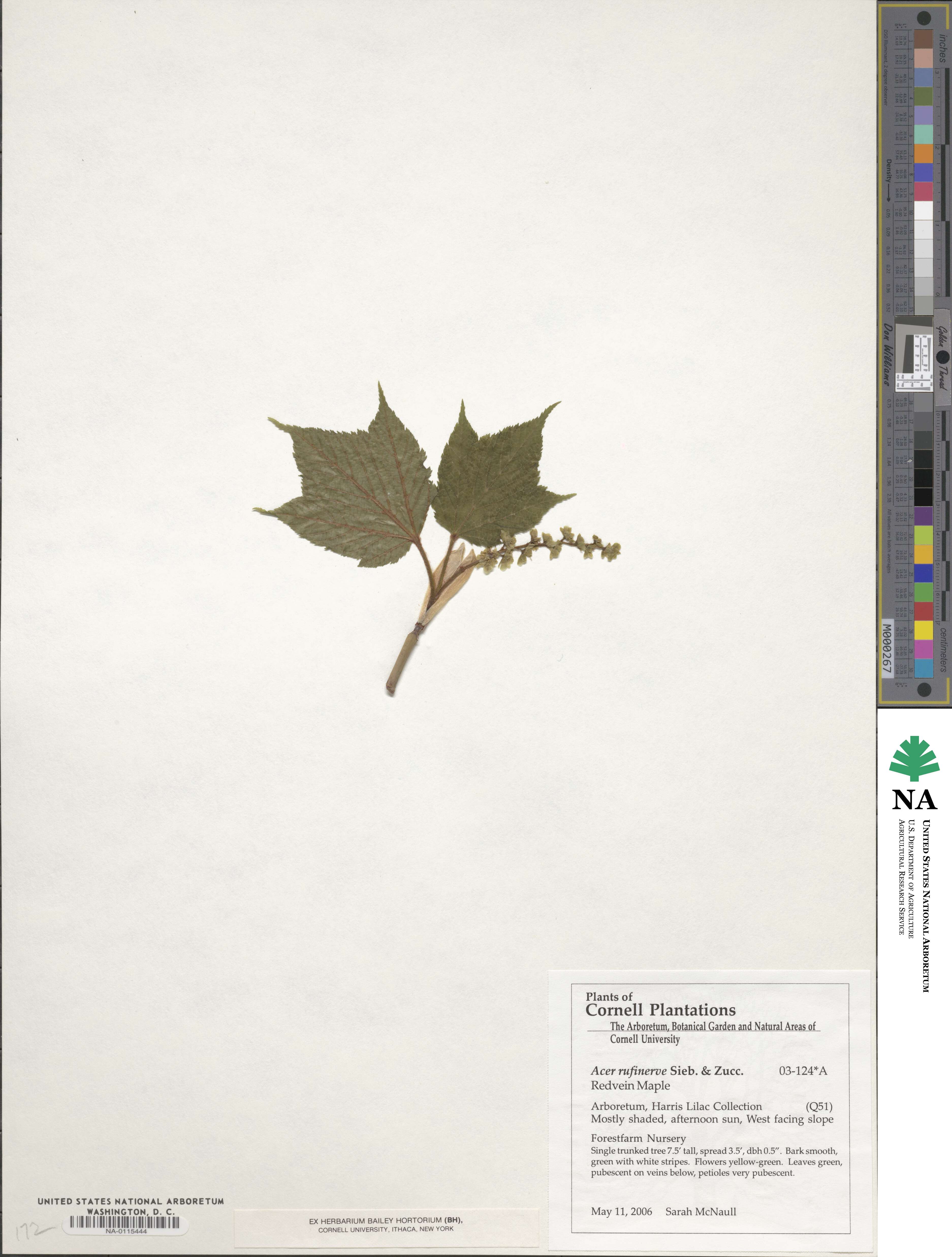 Acer rufinerve image