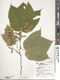 Acer pensylvanicum image