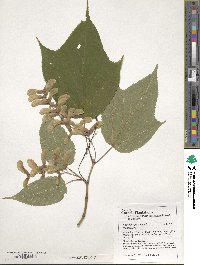 Acer pensylvanicum image