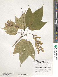 Acer pensylvanicum image