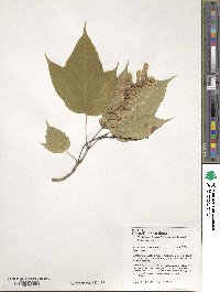 Acer pensylvanicum image