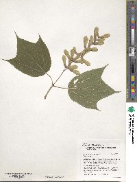 Acer pensylvanicum image