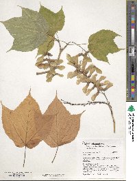 Acer pensylvanicum image