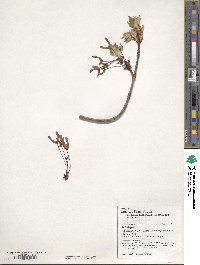 Acer rubrum image