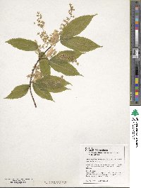 Acer carpinifolium image