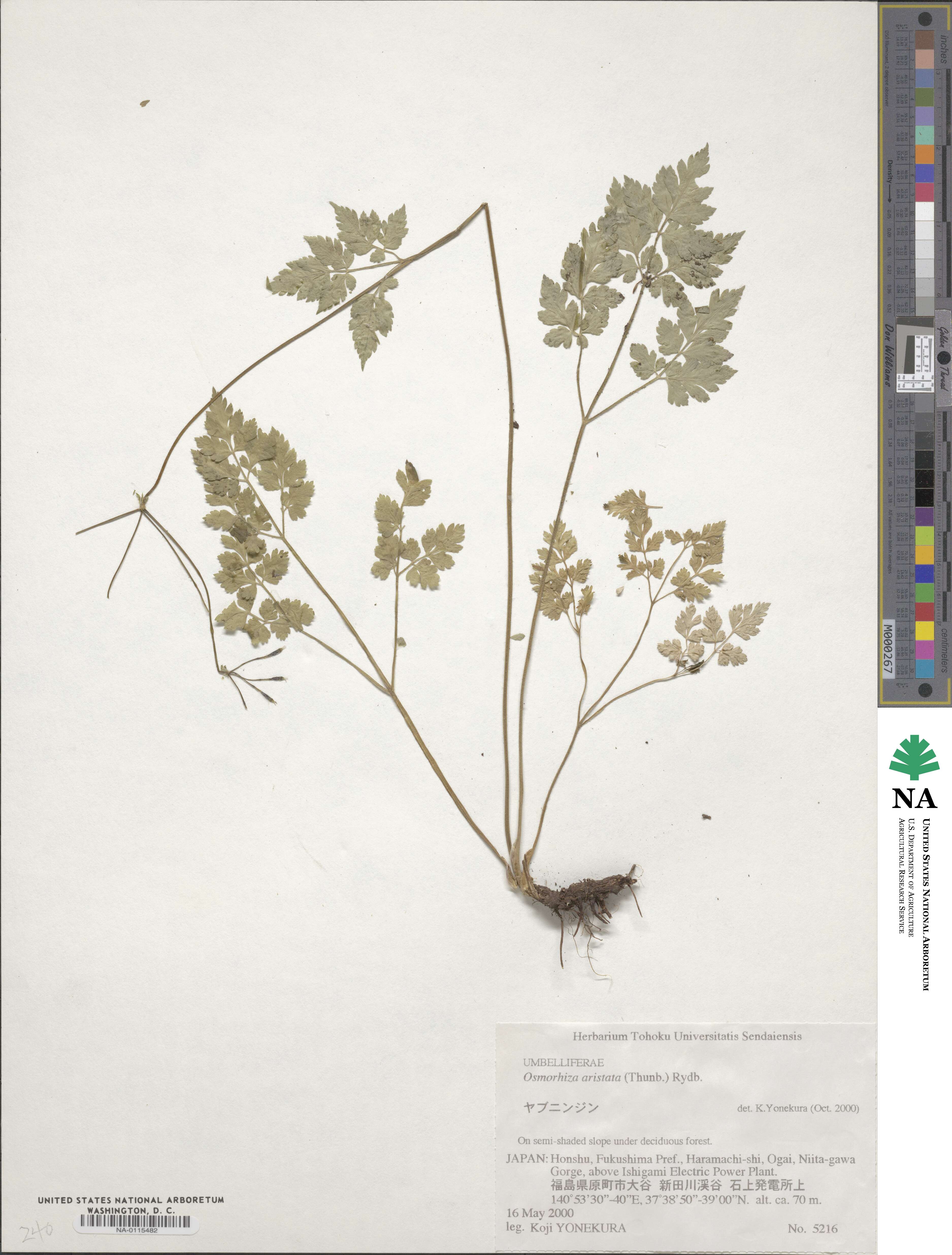Osmorhiza aristata image