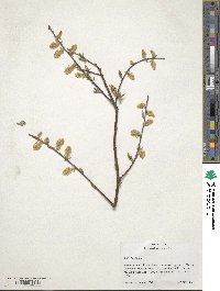 Salix bebbiana image