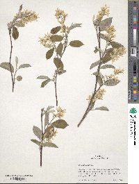 Amelanchier humilis image