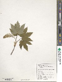 Acer heldreichii image