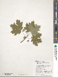 Acer grandidentatum image