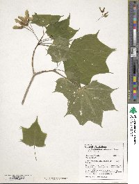 Acer pictum image