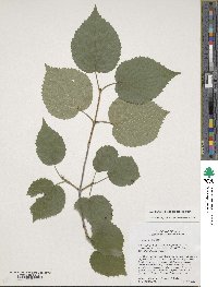 Viburnum molle image