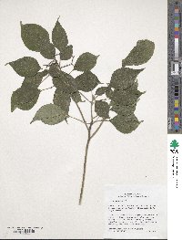 Cornus alternifolia image