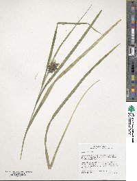 Carex grayi image