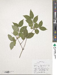 Diervilla lonicera image